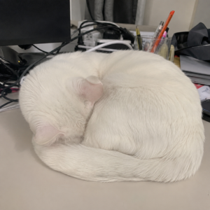 Face Not Visible
